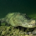 crocodile_american_nc_jar_h_0759_cub7051.jpg